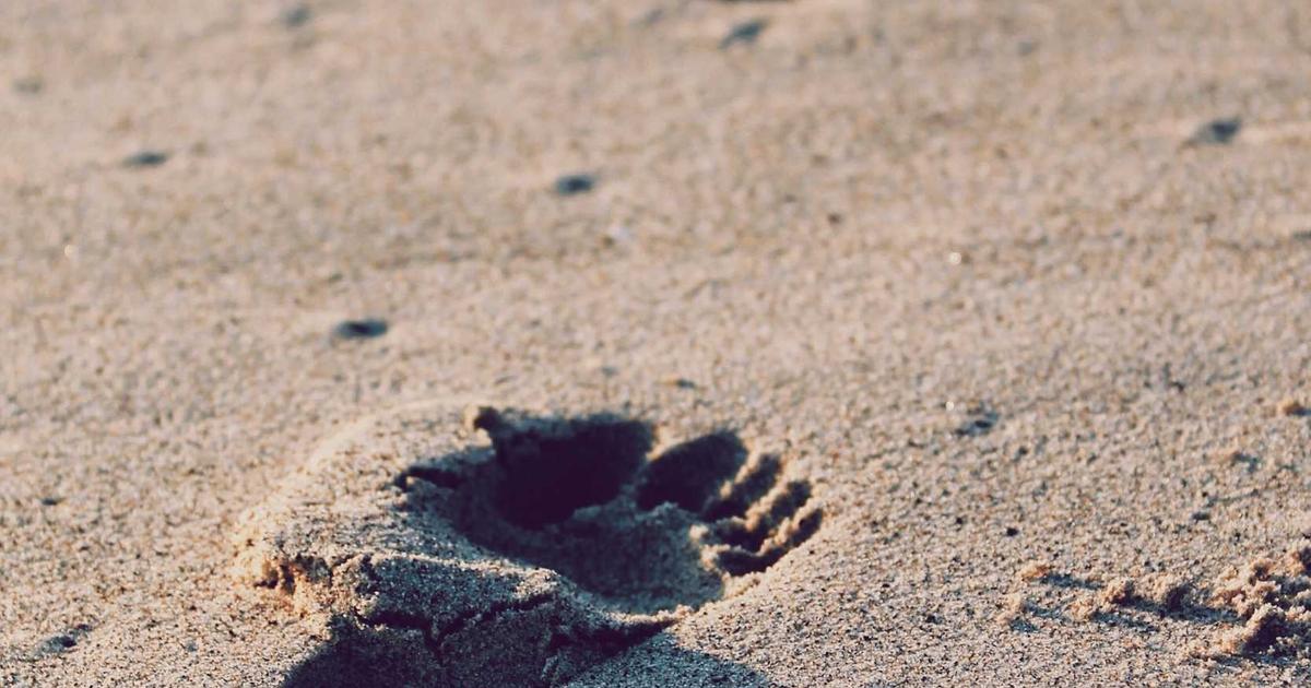 Corporate ventures : quand les grands groupes parient sur les startups